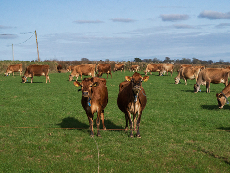 View of a herd of brown cows grazing in a lush green pasture under a clear blue sky in Looe Cornwall United Kingdom. View of a herd of brown cows grazing in a lush green pasture under a clear blue sky in Looe Cornwall United Kingdom.