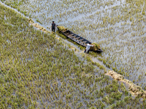 Itna Bangladesh 04 May 2026 Aerial view of farmers harvesting rice in a flooded paddy field with a traditional wooden boat. Itna Bangladesh 04 May 2026 Aerial view of farmers harvesting rice in a flooded paddy field with a traditional wooden boat.