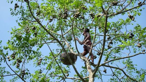 View of a man climbing a tree to harvest hog plums Bangladesh. View of a man climbing a tree to harvest hog plums Bangladesh.
