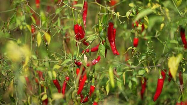 View of red chili peppers growing in a field Bangladesh.