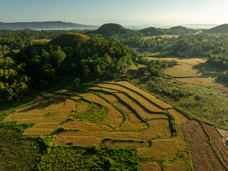 Aerial view of the Chocolate Hills featuring iconic conical mounds covered in lush vegetation surrounded by golden rice terraces Batuan Central Visayas Philippines. Aerial view of the Chocolate Hills featuring iconic conical mounds covered in lush vegetation surrounded by golden rice terraces Batuan Central Visayas Philippines.