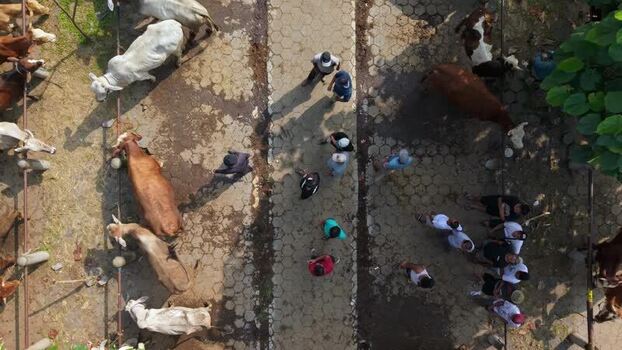 Aerial view of Animal Market Prambanan Indonesia. Aerial view of Animal Market Prambanan Indonesia.