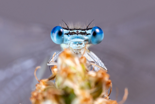 View of a blue damselfly head with large compound eyes perched on a plant in Wittenheim Grand Est France.