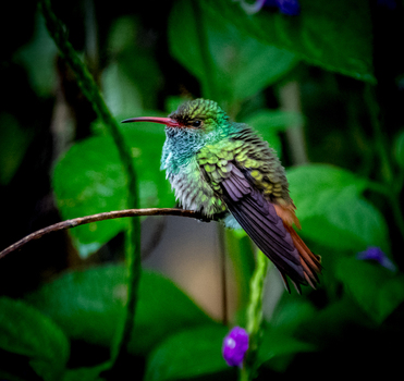 View of a colorful hummingbird perched on a thin branch surrounded by lush green foliage and purple flowers in Canada. View of a colorful hummingbird perched on a thin branch surrounded by lush green foliage and purple flowers in Canada.