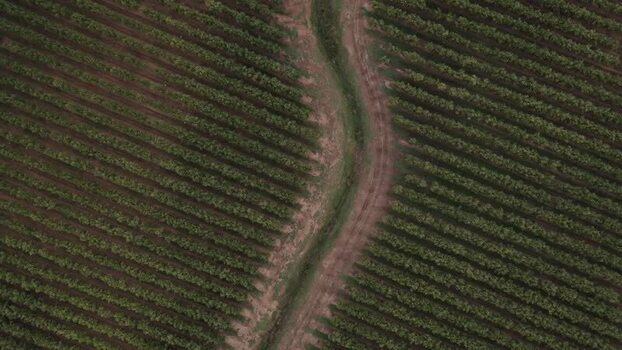 Aerial view of neat rows of green vines in a vineyard Portugal. Aerial view of neat rows of green vines in a vineyard Portugal.