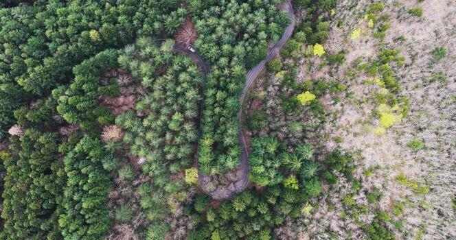 Aerial view of a winding road through a dense forest with a car Italy. Aerial view of a winding road through a dense forest with a car Italy.