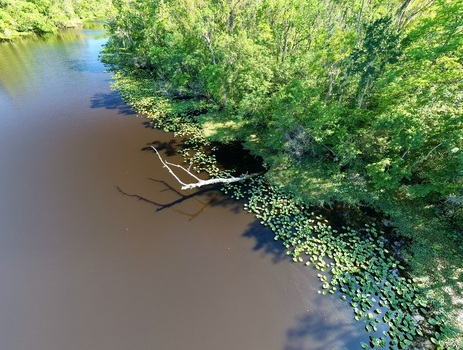 Aerial view of Sixmile Creek with dark water lily pads along the bank and a fallen branch near the dense green forest in St. Johns County Florida United States.
