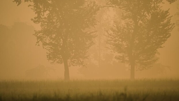 View of trees in thick golden fog Bangladesh.
