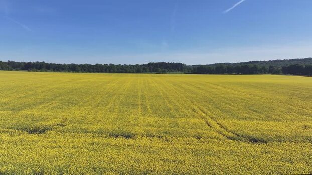 Aerial view of blooming yellow rapeseed fields and green forests Germany. Aerial view of blooming yellow rapeseed fields and green forests Germany.