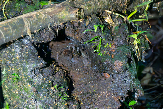 View of a tarantula resting inside a dark mossy hollow of a tree trunk in the rainforest of Costa Rica.