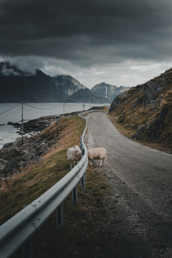 View of two sheep grazing by a coastal road with dramatic mountains and a cloudy sky in Napp Nordland Norway. View of two sheep grazing by a coastal road with dramatic mountains and a cloudy sky in Napp Nordland Norway.