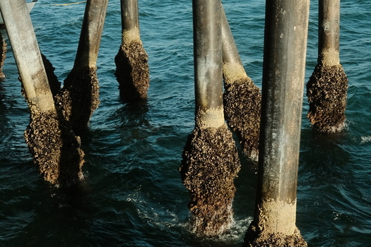 View of barnacle covered pilings of the Santa Monica Pier submerged in the blue ocean water Santa Monica California United States. View of barnacle covered pilings of the Santa Monica Pier submerged in the blue ocean water Santa Monica California United States.