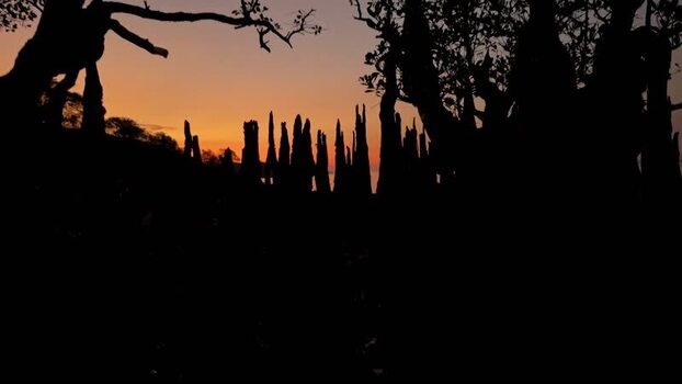 View of silhouetted mangroves and sunset Indonesia.