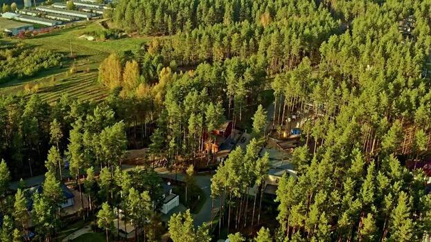 Aerial view of pine forest and houses in Latvia.