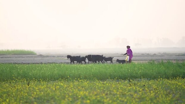 View of a woman walking with goats in a misty field Bangladesh.