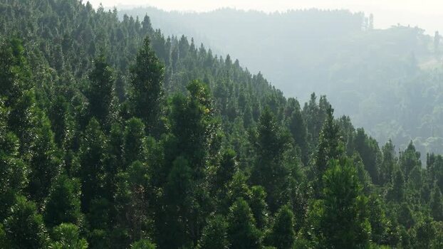 Aerial view of dense pine forest on misty hills Indonesia. Aerial view of dense pine forest on misty hills Indonesia.