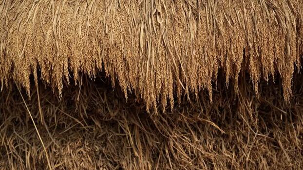 View of harvested rice stalks drying in a rural field India. View of harvested rice stalks drying in a rural field India.