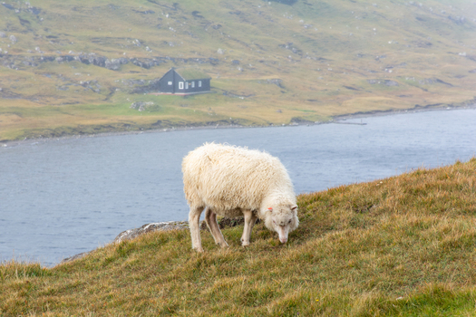 View of a white sheep grazing on a grassy hillside with a lake and a traditional house in the background Faroe Islands. View of a white sheep grazing on a grassy hillside with a lake and a traditional house in the background Faroe Islands.