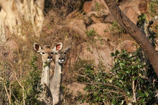 View of two female kudus peering through dense green bushes in the rocky terrain of Welgevonden Game Reserve Waterberg District Municipality Limpopo South Africa.