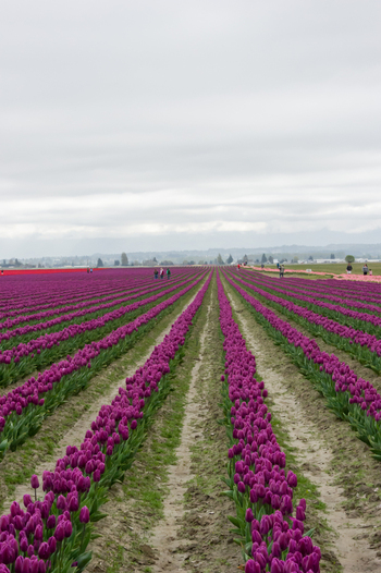 View of vibrant purple tulip rows stretching across the fields in La Conner Washington United States.