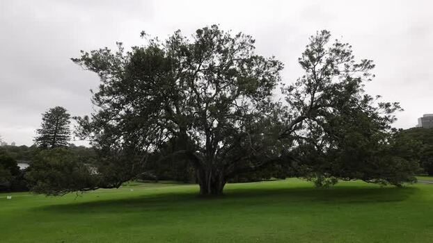 View of Royal Botanic Garden Sydney Australia.