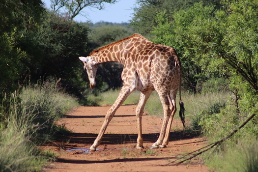 View of a giraffe drinking from a puddle on a dirt road at Finfoot Lake Reserve By Dream Resorts in Bojating North West South Africa.
