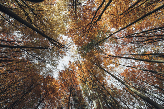 View of the vibrant autumn forest canopy with golden and orange leaves reaching towards the sky in Poland. View of the vibrant autumn forest canopy with golden and orange leaves reaching towards the sky in Poland.