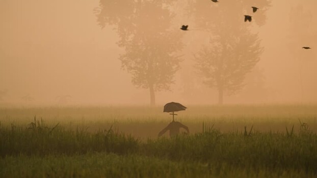 View of a scarecrow in a misty field at dawn in Bogura Bangladesh.