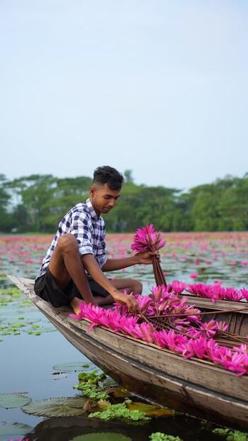 View of a man harvesting pink water lilies on a boat Bangladesh. View of a man harvesting pink water lilies on a boat Bangladesh.
