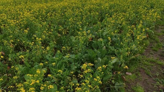 Aerial view of blooming field Portugal.