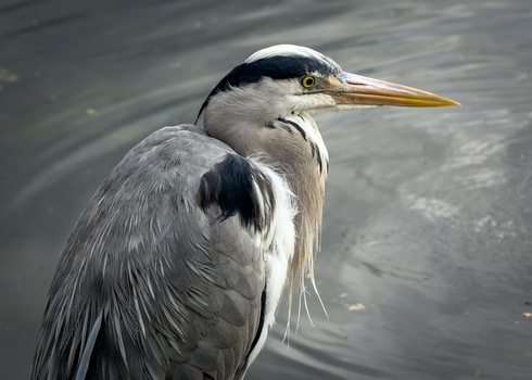 View of a Great Blue Heron with detailed plumage standing near the water at the Edwin B. Forsythe National Wildlife Refuge in Galloway New Jersey United States. View of a Great Blue Heron with detailed plumage standing near the water at the Edwin B. Forsythe National Wildlife Refuge in Galloway New Jersey United States.