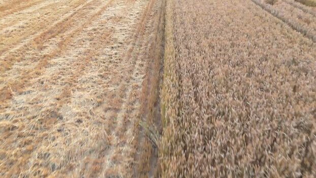 Aerial view of golden wheat fields in the countryside Switzerland.