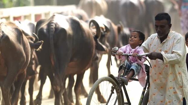 View of a man and child on a bicycle with water buffalo Bangladesh.