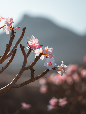 View of delicate pink and white Desert Rose flowers blooming on a rugged branch with a soft focus mountain landscape in Socotra Yemen. View of delicate pink and white Desert Rose flowers blooming on a rugged branch with a soft focus mountain landscape in Socotra Yemen.