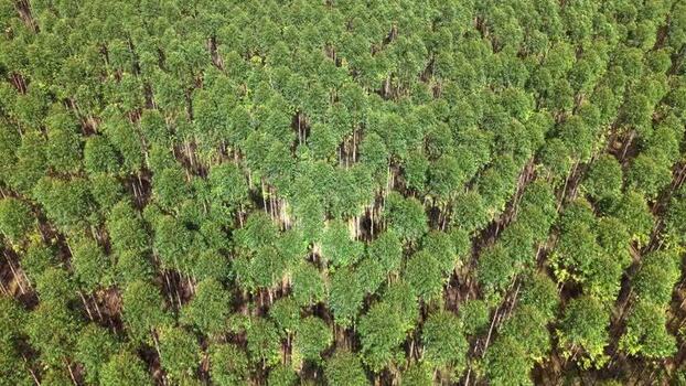 Aerial view of a dense eucalyptus forest in Brazil.