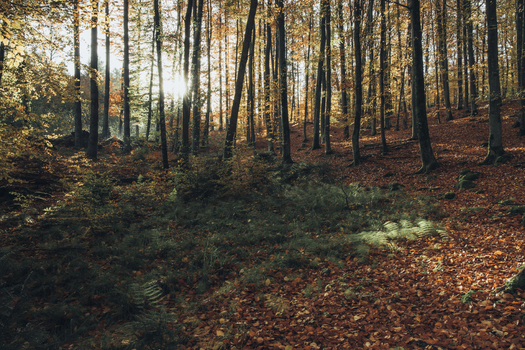 View of a sunlit beech forest during autumn with golden leaves covering the ground in Krakow Lesser Poland Voivodeship Poland. View of a sunlit beech forest during autumn with golden leaves covering the ground in Krakow Lesser Poland Voivodeship Poland.