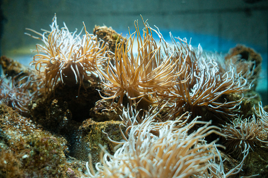 View of waving anemones with white and brown tentacles clinging to the rocks a mesmerizing underwater display of marine life Pula Istria County Croatia.