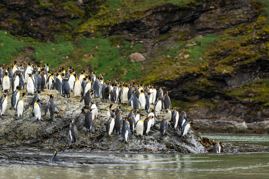 View of a large colony of King Penguins gathered on the rocky shoreline of Saint Andrew s Bay South Georgia and the South Sandwich Islands. View of a large colony of King Penguins gathered on the rocky shoreline of Saint Andrew s Bay South Georgia and the South Sandwich Islands.