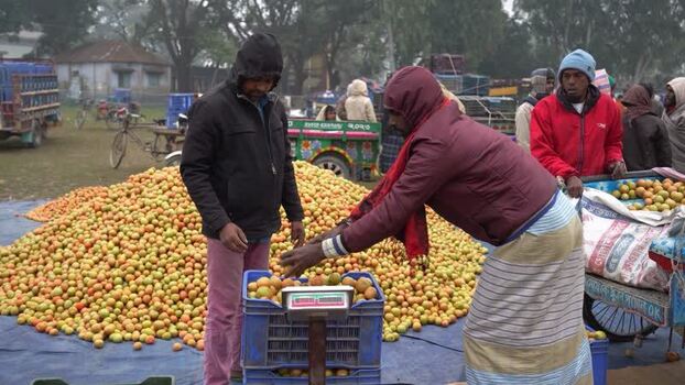View of men weighing tomatoes at a local market in Bogura Bangladesh. View of men weighing tomatoes at a local market in Bogura Bangladesh.