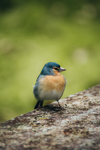 View of a vibrant chaffinch perched with puffed feathers on a textured stone set against a soft green backdrop creating a striking contrast Azores Portugal. View of a vibrant chaffinch perched with puffed feathers on a textured stone set against a soft green backdrop creating a striking contrast Azores Portugal.