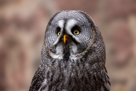 View of a Great Grey Owl with its distinctive facial disc and yellow eyes against a blurred background in Selestat Grand Est France.