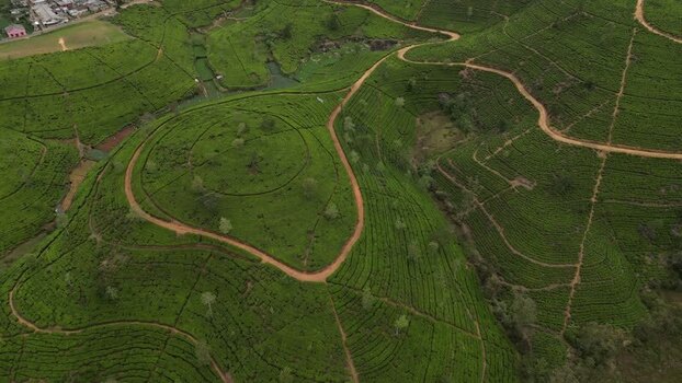Aerial view of tea plantations in the highlands Sri Lanka. Aerial view of tea plantations in the highlands Sri Lanka.
