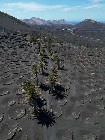 Aerial view of the volcanic vineyard landscape in La Geria with circular stone walls and palm trees under a clear blue sky in Lanzarote. Aerial view of the volcanic vineyard landscape in La Geria with circular stone walls and palm trees under a clear blue sky in Lanzarote.