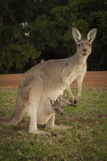 View of a kangaroo with a joey in its pouch standing on a grassy field with trees in the background in Pemberton Western Australia Australia.