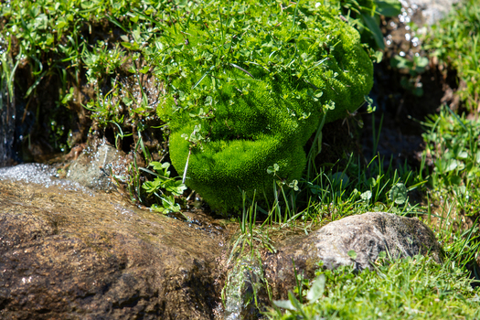 View of lush green moss growing on a rock near a clear mountain stream in the Kumrat Valley Khyber Pakhtunkhwa Pakistan. View of lush green moss growing on a rock near a clear mountain stream in the Kumrat Valley Khyber Pakhtunkhwa Pakistan.