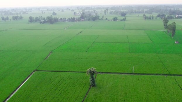 Aerial view of green rice paddies in rural Patna India.