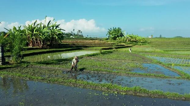 Aerial view of a farmer working in lush rice fields in Bali Indonesia. Aerial view of a farmer working in lush rice fields in Bali Indonesia.