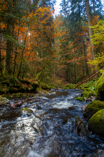 View of the Ravenna stream flowing through the autumn forest with mossy rocks and colorful foliage in Ravennaschlucht Breitnau Baden Wurttemberg Germany. View of the Ravenna stream flowing through the autumn forest with mossy rocks and colorful foliage in Ravennaschlucht Breitnau Baden Wurttemberg Germany.