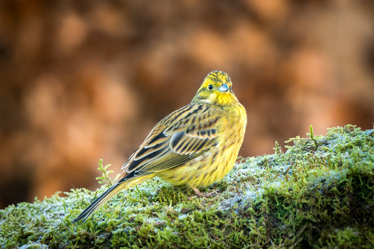 View of a yellowhammer bird perched on a mossy frost covered log in a forest setting in Debrzno Pomeranian Voivodeshi Poland. View of a yellowhammer bird perched on a mossy frost covered log in a forest setting in Debrzno Pomeranian Voivodeshi Poland.
