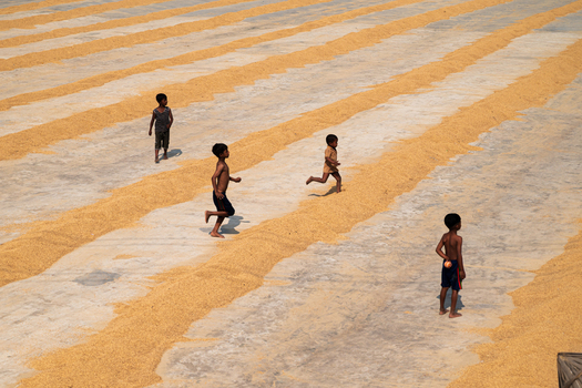 Brahmanbaria Bangladesh 25 January 2026 Aerial view of children playing and running among long rows of golden rice grain drying on a concrete floor under the sun.